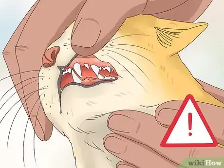 Image titled Diagnose and Treat Histoplasmosis in Cats Step 6