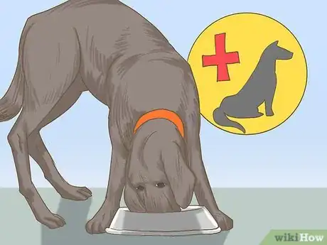 Image titled Get a Dog to Eat Step 13