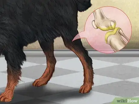 Image titled Keep an Older Dog Warm in Cold Weather Step 12