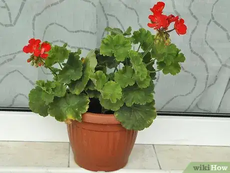 Image titled Grow Geraniums Indoors Step 1