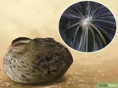 Image titled Keep Button Quail Groomed Step 8
