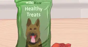 Have a Fun Day with Your Dog