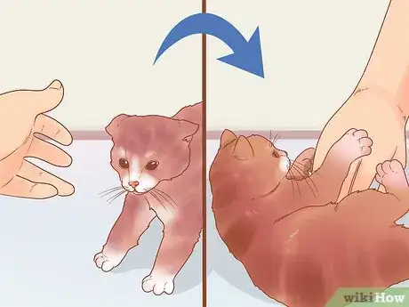 Image titled Become a Cat Person Step 3