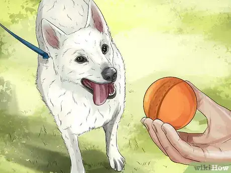 Image titled Prepare Your Dog for the Vet Step 12