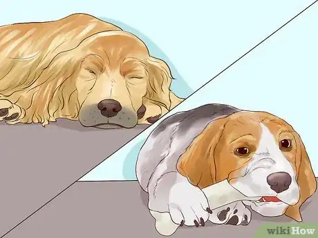 Image titled Get a Companion Dog for an Existing Dog Step 5