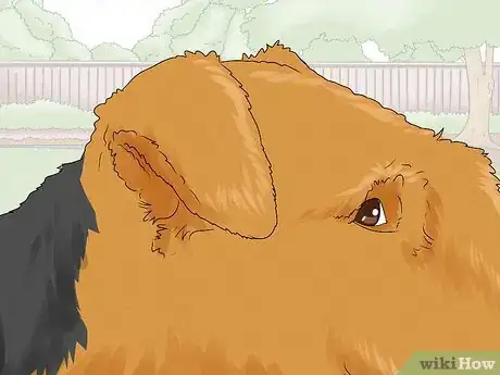 Image titled Identify an Airedale Terrier Step 2