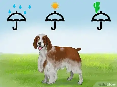 Image titled Identify a Welsh Springer Spaniel Step 3