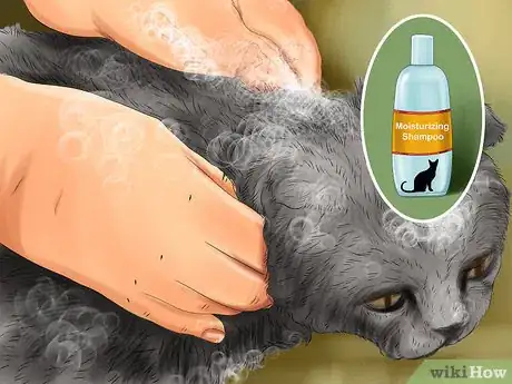 Image titled Take Care of a Selkirk Rex Step 3