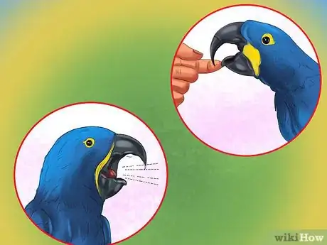 Image titled Care for a Hyacinth Macaw Step 14