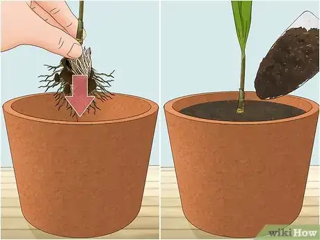 Image titled Plant an Areca Palm Step 11