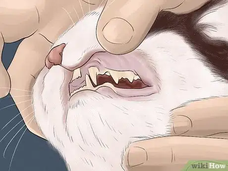 Image titled Detect Common Signs of Illness in Cats Step 3