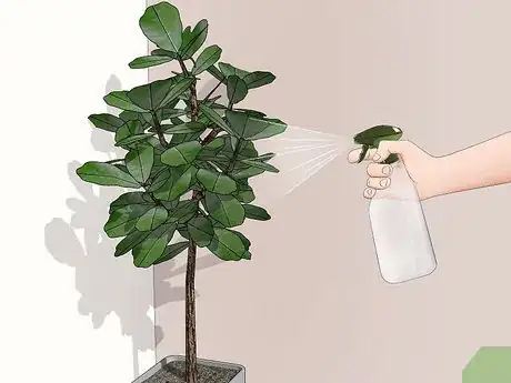 Image titled Care for a Fiddle Leaf Fig Step 6