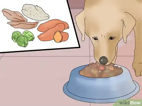 Image titled Give a Dog a Merry Christmas Step 12