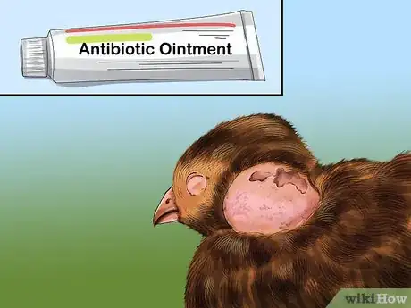 Image titled Treat Avian Pox in Button Quail Step 5