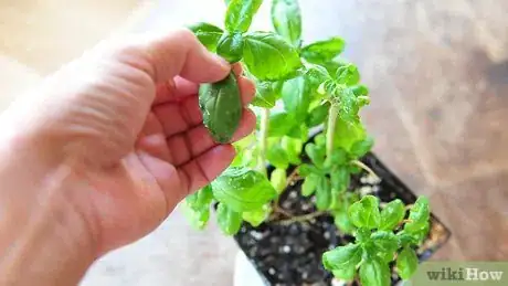 Image titled Freeze and Preserve Herbs in Olive Oil Step 1