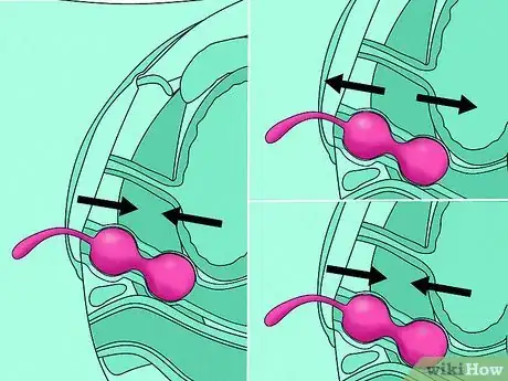 Image titled Use Ben Wa Balls Step 10