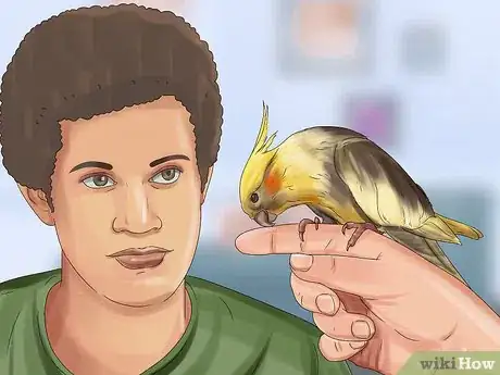 Image titled Pick a Cockatiel Step 7