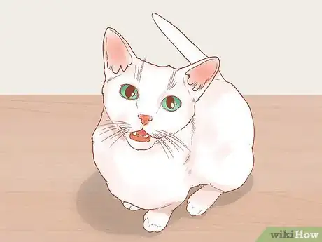 Image titled Find a Friendly Kitty Step 5