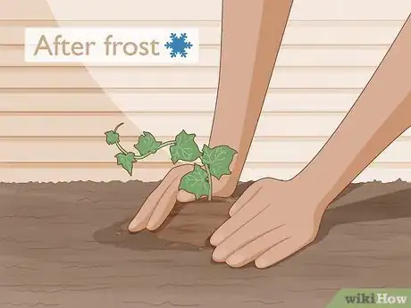 Image titled Keep an Ivy Plant Healthy Step 10