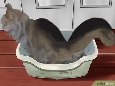 Image titled Detect Common Signs of Illness in Cats Step 7