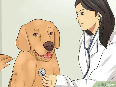 Image titled Diagnose Hypothyroidism in Golden Retrievers Step 7