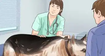 Diagnose Dysplasia in German Shepherds