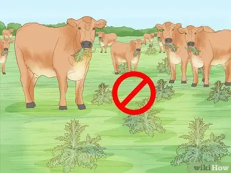 Image titled Get Rid of Thistles in Pastures Step 9