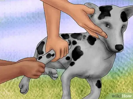 Image titled Splint a Dog's Leg Step 7