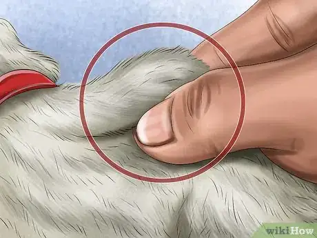 Image titled Ensure the Health of a Lost Pet After Finding It Step 4