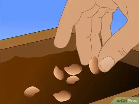 Image titled Save Watermelon Seeds for Planting Step 11