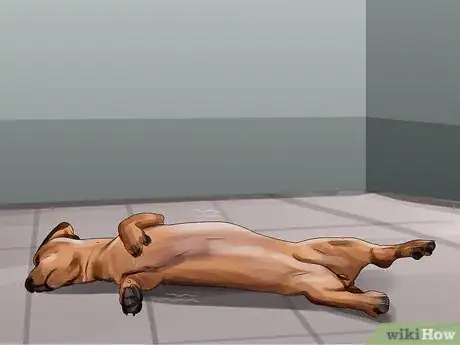 Image titled Tell if Your Dog Is Having a Medical Emergency Step 1