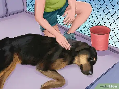 Image titled Adopt a Rottweiler Step 4