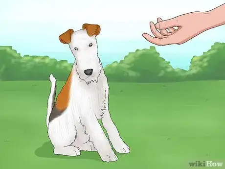 Image titled Identify a Wire Fox Terrier Step 15