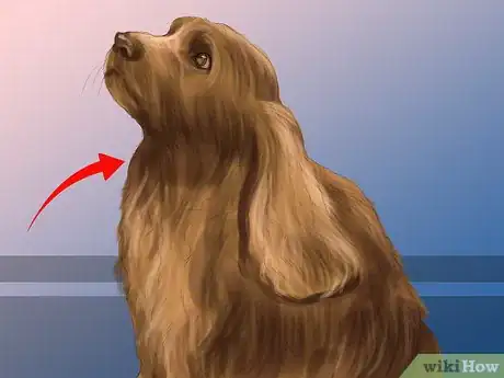 Image titled Identify a Sussex Spaniel Step 4