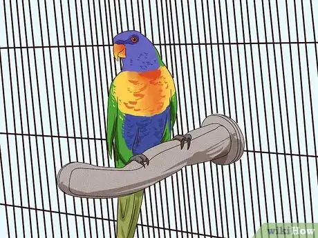 Image titled Groom Lories and Lorikeets Step 7