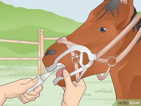 Image titled Look After a Horse Step 11