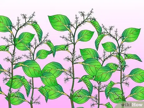Image titled Identify Knotweed Step 15