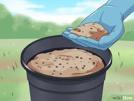 Image titled Grow Four O' Clock Flowers Step 10