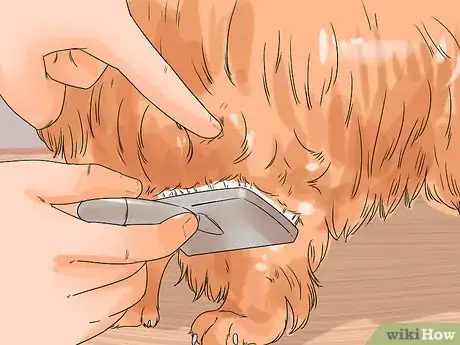 Image titled Groom a Thin Furred Dog Step 7