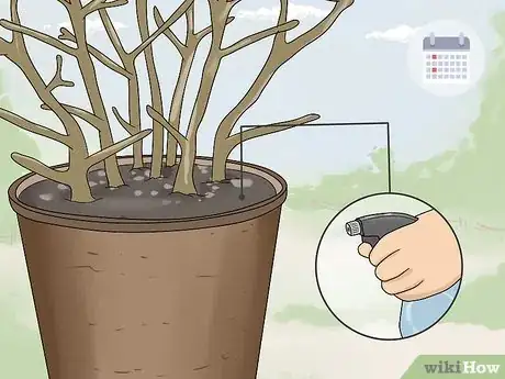 Image titled Overwinter Fuchsias Step 7