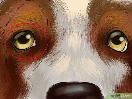 Image titled Identify a Welsh Springer Spaniel Step 6