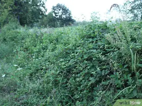 Image titled Make Rosehip Tea Step 5