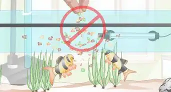 Do a Water Change in a Freshwater Aquarium