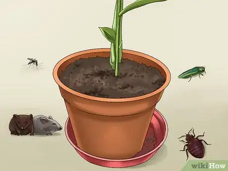 Image titled Grow Ginger in Your Garden Step 8