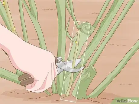 Image titled Prune Blackcurrants Step 3