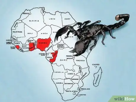 Image titled Identify an Emperor Scorpion Step 7