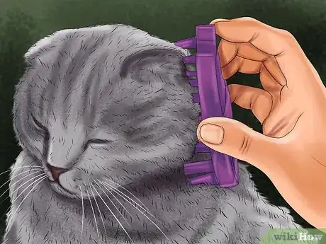 Image titled Take Care of a Selkirk Rex Step 2