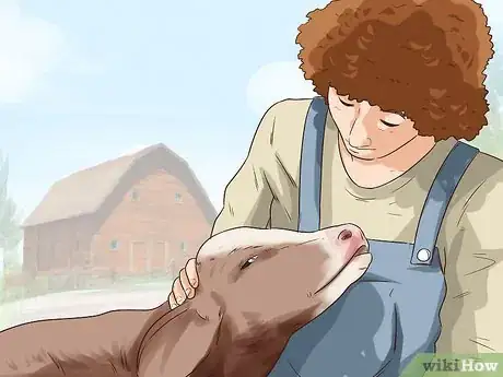 Image titled Raise Calves Step 20