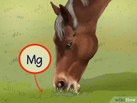 Image titled Feed a Horse Magnesium Step 10