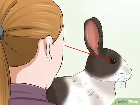 Image titled Socialize Your Rabbit Step 13